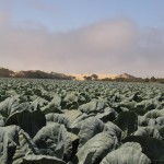 Chard field, 2002. Archival inkjet print, 20 x 18 cm. Edition of 10