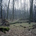 Nicolas Grospierre, Arboretum #1, 2009, Lambda Print on dibond and plexiglass, 80 x 100 cm