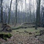 Nicolas Grospierre, Arboretum #1, 2009, Lambda Print on dibond and plexiglass, 80 x 100 cm