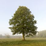 The Alder, 2022. Pigment print on archival paper, wooden frame, 93 x 115 x 5 cm