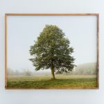 The Alder King, 2022. Pigment print on archival paper, wooden frame, 93 x 115 x 5 cm