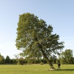 Felling the Alder, 2022. Pigment print on archival paper, wooden frame, 93 x 115 x 5 cm